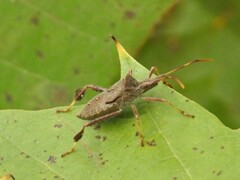 Leptoglossus oppositus