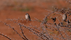 Crithagra atrogularis