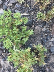 Scleranthus perennis