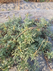 Ambrosia chamissonis