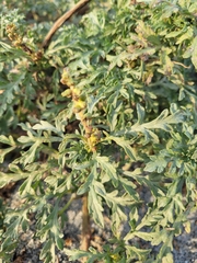 Ambrosia chamissonis