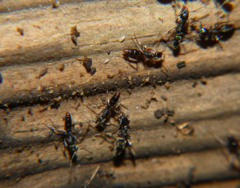 Brachyponera chinensis