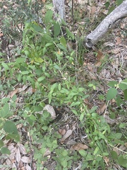 Metastelma barbigerum