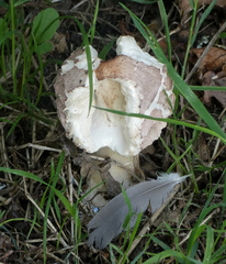 Chlorophyllum brunneum
