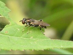 Chalcosyrphus metallicus