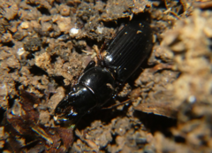 Scarites subterraneus