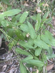 Metastelma barbigerum