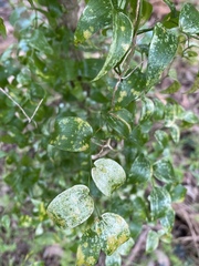 Puccinia myrsiphylli