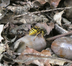 Vespula vulgaris
