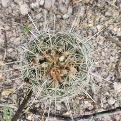 Thelocactus bicolor bicolor