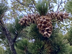 Pinus flexilis