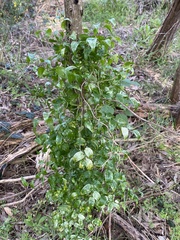Puccinia myrsiphylli