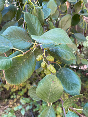 Alnus rhombifolia