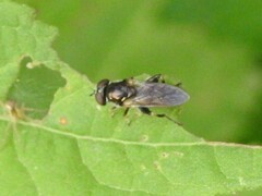 Chalcosyrphus metallicus