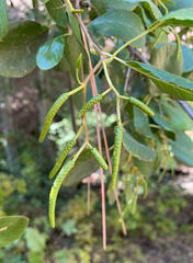 Alnus rhombifolia