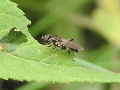 Chalcosyrphus metallicus