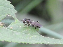 Chalcosyrphus metallicus