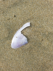 Hiatula nitida
