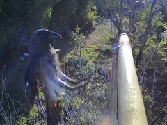 Dendrocitta formosae formosae