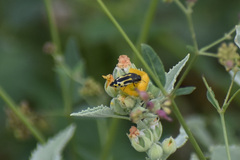 Acmaeodera scalaris