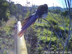 Dendrocitta formosae formosae