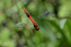Sympetrum darwinianum