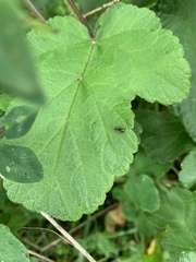 Nemopoda