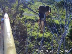 Dendrocitta formosae formosae