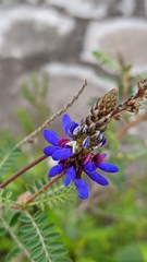 Dalea coerulea