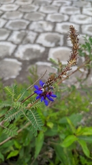 Dalea coerulea