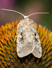 Xestia normanianus