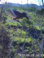 Dendrocitta formosae formosae