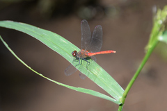 Sympetrum eroticum