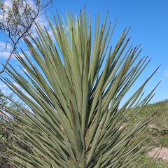 Yucca torreyi