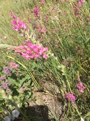 Onobrychis viciifolia