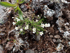 Cherleria biflora