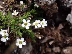 Cherleria biflora