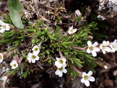 Cherleria biflora