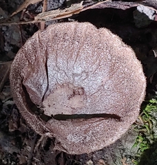 Lycoperdon perlatum