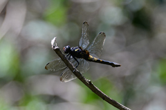 Orthetrum melania