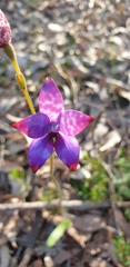 Elythranthera brunonis