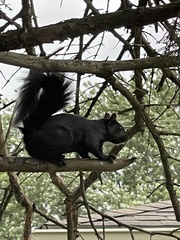 Sciurus carolinensis