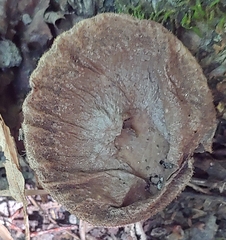 Lycoperdon perlatum