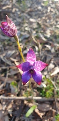 Elythranthera brunonis