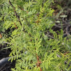 Vachellia vernicosa