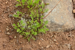 Artemisia norvegica