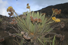 Espeletia lopezii