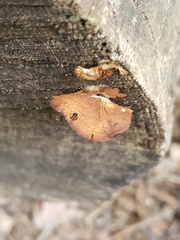 Hapalopilus rutilans