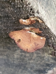 Hapalopilus rutilans