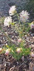 Pimelea spectabilis